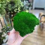 Preserved Dark Green Cushion Bun Moss 10cm x 15cm