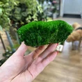 preserved green cushion bun moss 10cm x 15cm (copy)