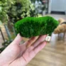preserved green cushion bun moss 10cm x 15cm (copy)