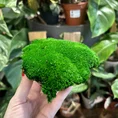 preserved green cushion bun moss 10cm x 15cm (copy)