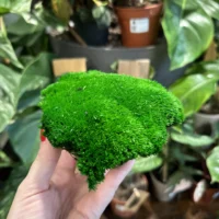 preserved green cushion bun moss 10cm x 15cm (copy)