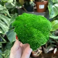 preserved green cushion bun moss 10cm x 15cm (copy)
