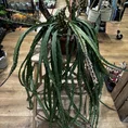 rhipsalis lepismium asuntapatense red chain succulent x large 20cm pot