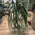 rhipsalis lepismium asuntapatense red chain succulent x large 20cm pot