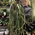 rhipsalis lepismium asuntapatense red chain succulent x large 20cm pot