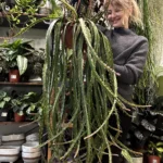 Rhipsalis Lepismium Asuntapatense Red Chain Succulent X-Large 20cm pot