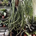 rhipsalis lepismium asuntapatense red chain succulent x large 20cm pot