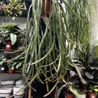 rhipsalis lepismium asuntapatense red chain succulent x large 20cm pot