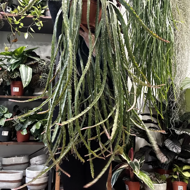 rhipsalis lepismium asuntapatense red chain succulent x large 20cm pot rhipsalis lepismium asuntapatense red chain succulent x large 20cm pot