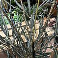 dizygotheca elegantissima false aralia spider plant 17cm pot