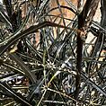 dizygotheca elegantissima false aralia spider plant 17cm pot