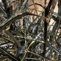 dizygotheca elegantissima false aralia spider plant 17cm pot