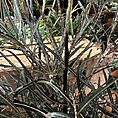 dizygotheca elegantissima false aralia spider plant 17cm pot