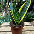 sansevieria futura superba snake plant 12cm pot