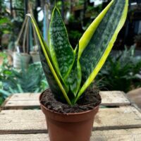 sansevieria futura superba snake plant 12cm pot