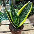 sansevieria futura superba snake plant 12cm pot
