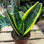 Sansevieria Futura Superba Snake Plant 12cm pot