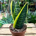 sansevieria futura superba snake plant 12cm pot