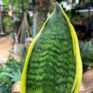 sansevieria futura superba snake plant 12cm pot