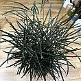 dizygotheca elegantissima false aralia spider plant 17cm pot