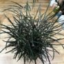 dizygotheca elegantissima false aralia spider plant 17cm pot