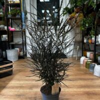 dizygotheca elegantissima false aralia spider plant 17cm pot