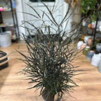 dizygotheca elegantissima false aralia spider plant 17cm pot