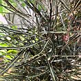 dizygotheca elegantissima false aralia spider plant 17cm pot
