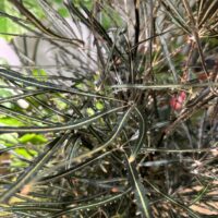 dizygotheca elegantissima false aralia spider plant 17cm pot