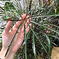 dizygotheca elegantissima false aralia spider plant 17cm pot