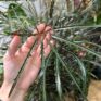 dizygotheca elegantissima false aralia spider plant 17cm pot