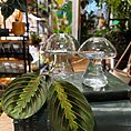 glass mushroom shape vase propagation station