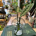 glass mushroom shape vase propagation station