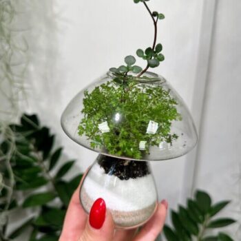 Glass Mushroom Shape Vase Propagation Station Glass Containers