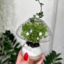 glass mushroom shape vase propagation station