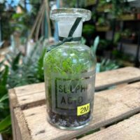 vintage lab glass bottle with stopper