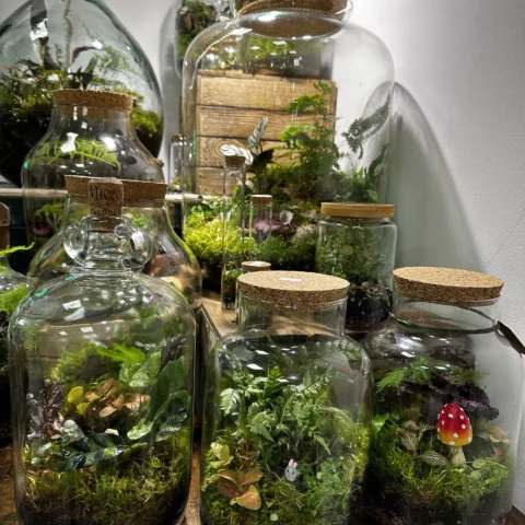 terrariums