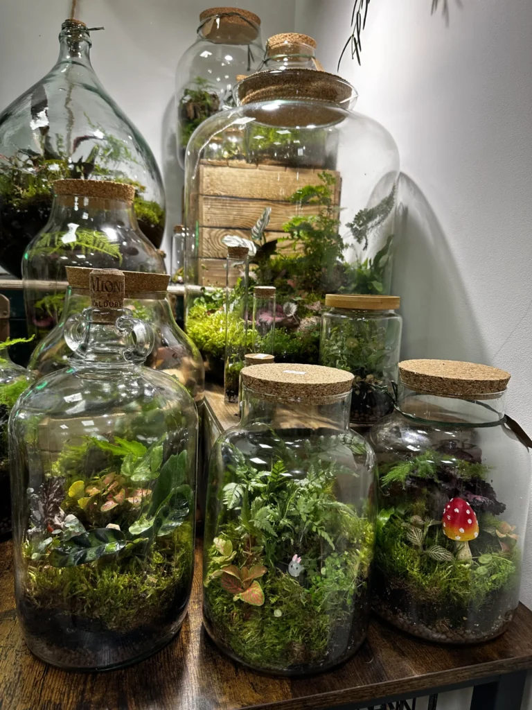Top 25 Best Terrarium Plants for Beginners With Pictures