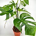 Vibrant Monstera plant in a terracotta pot, showcasing unique split leaves and lush greenery.