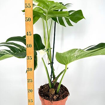 Vibrant Monstera plant with ruler illustrating growth and unique split leaves in clay pot.