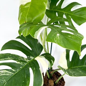 Lush Monstera plant in terracotta pot, showcasing vibrant foliage and elegant variegation.