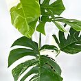 Vibrant Monstera plant with glossy leaves and unique variegation against a clean white background.