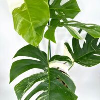 Vibrant Monstera plant with glossy leaves and unique variegation against a clean white background.