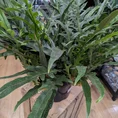 aglaomorpha coronans | snake leaf fern | 23cm pot