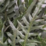 aglaomorpha coronans | snake leaf fern | 23cm pot