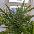 aglaomorpha coronans | snake leaf fern | 23cm pot