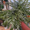 aglaomorpha coronans | snake leaf fern | 23cm pot