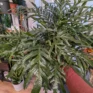 aglaomorpha coronans | snake leaf fern | 23cm pot