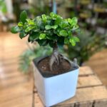 Bonsai Tree Ficus Ginseng Self Watering Pot 16cm pot