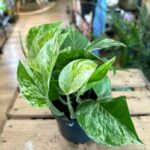 Marble Queen Pothos Devils Ivy 12cm pot
